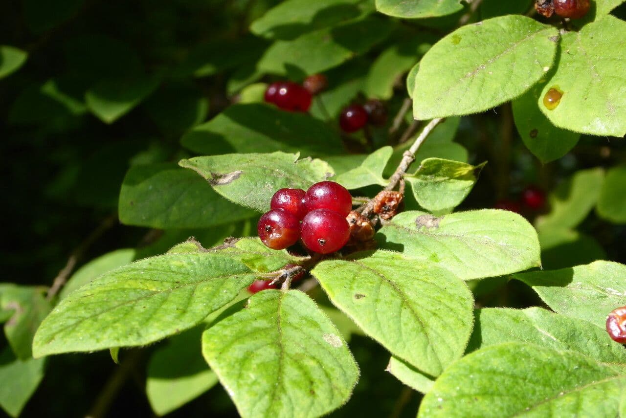 Rote Heckenkirsche