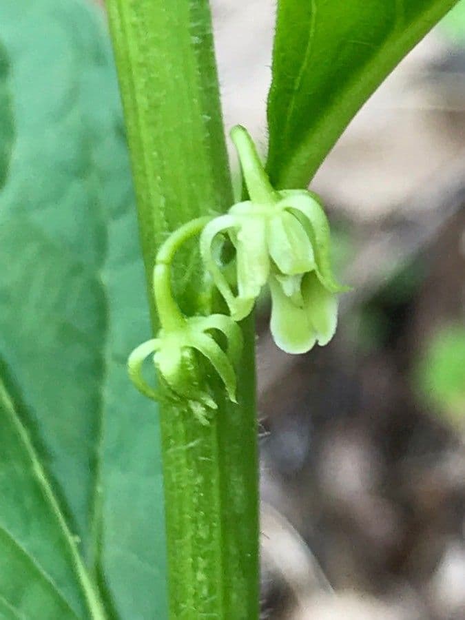 Hybanthus concolor