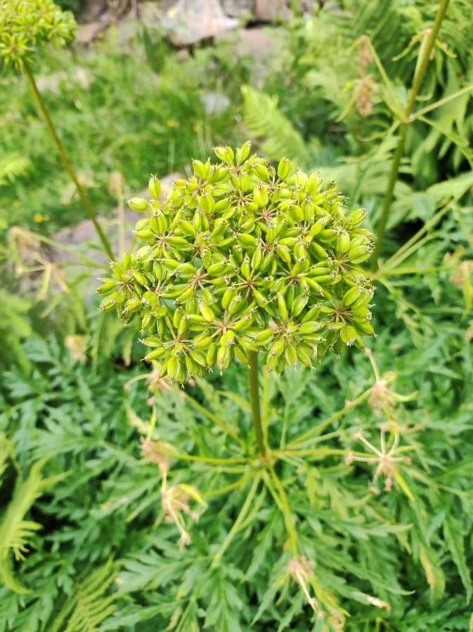 Molopospermum 8