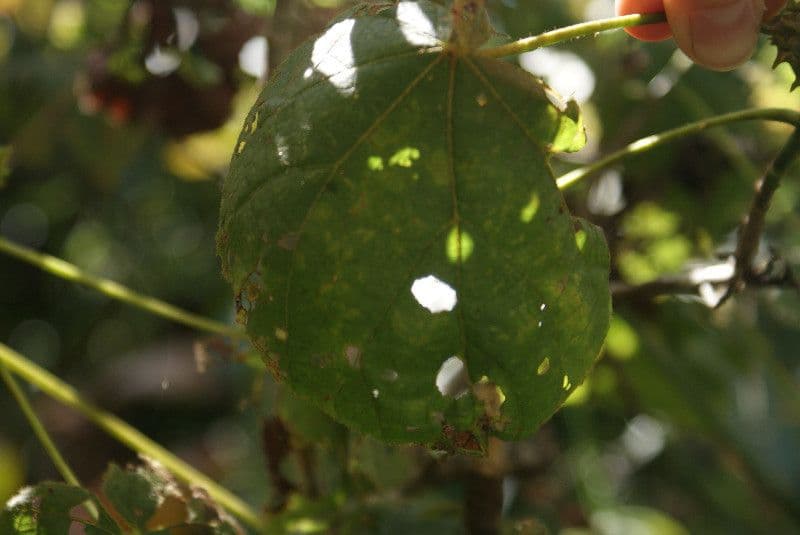Dombeya 16