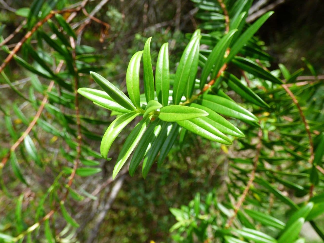 Millepertuis lancéolé 27