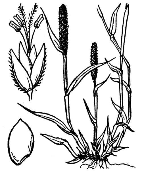 Sporobolus 28