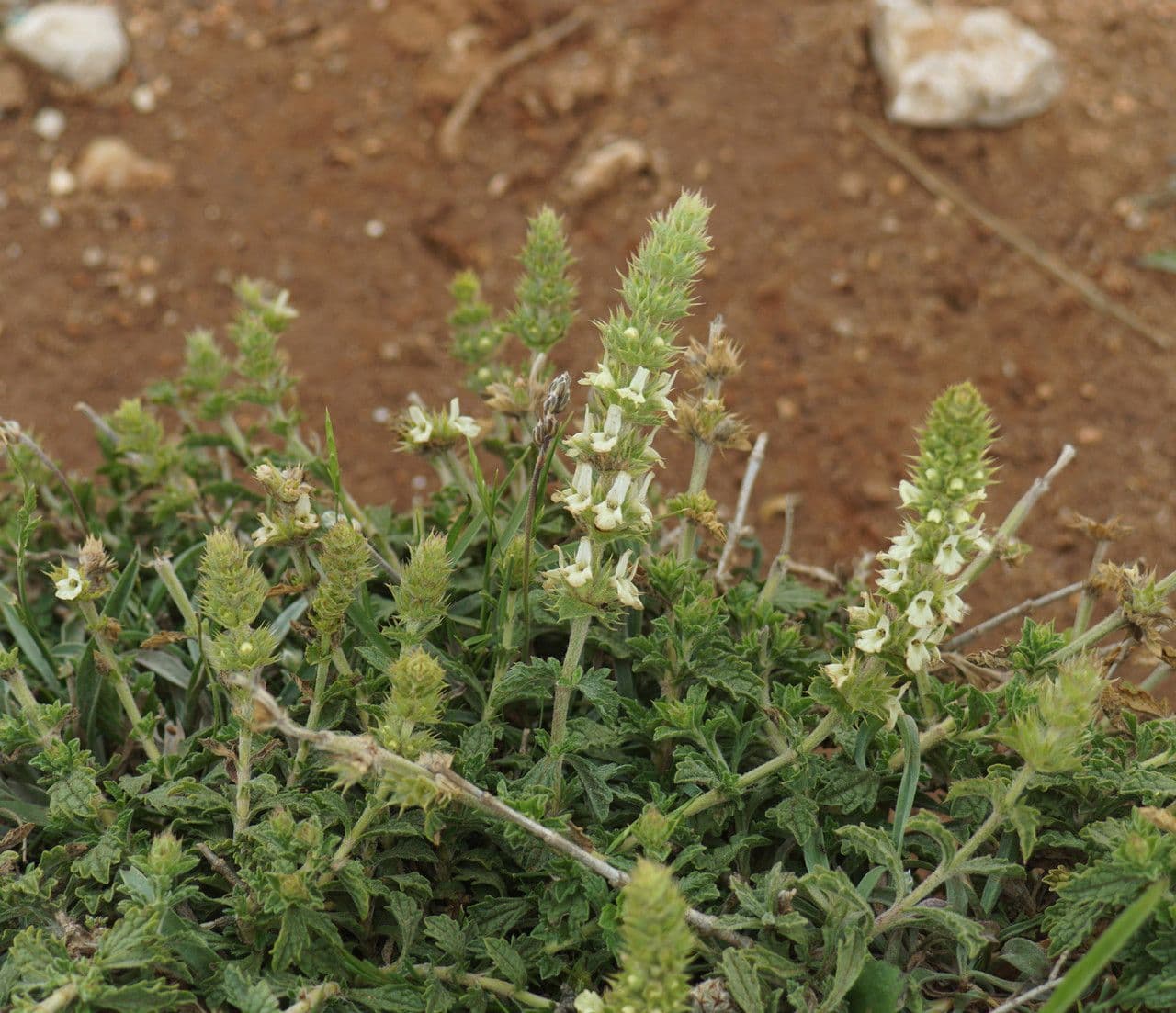Sideritis 9