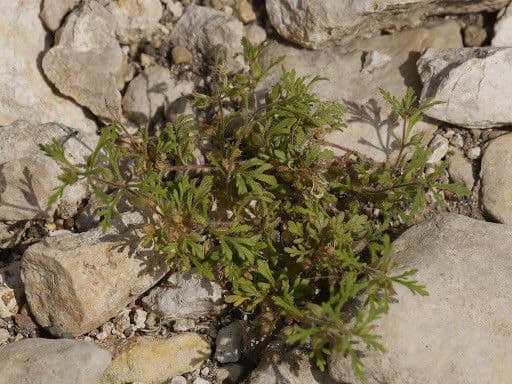 Leucospora multifida 5