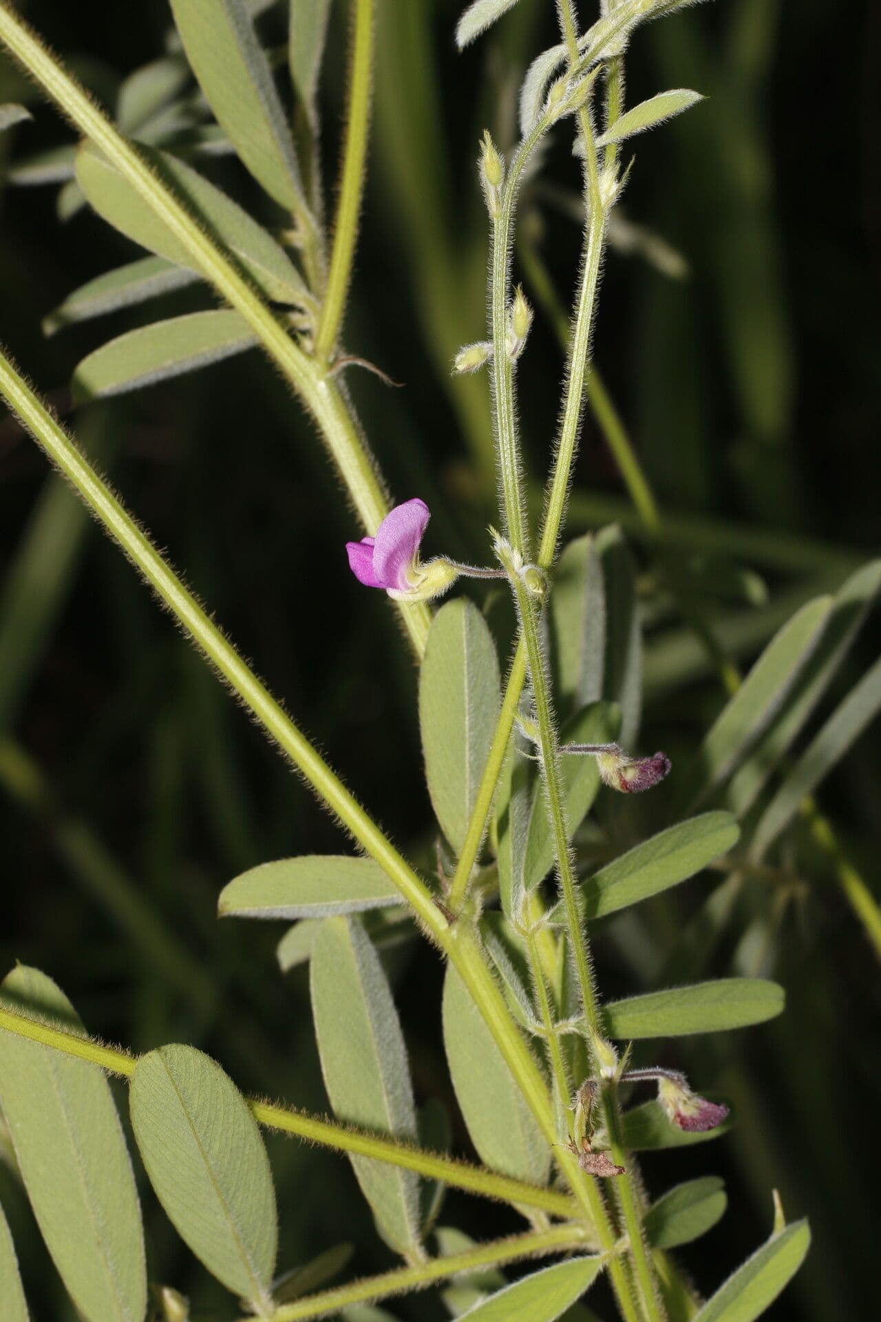 Tephrosia vicioides 3