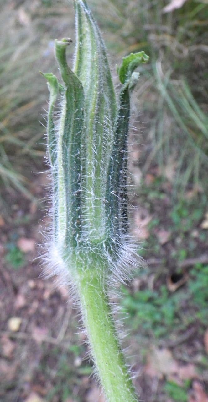 Zucca moscata 6