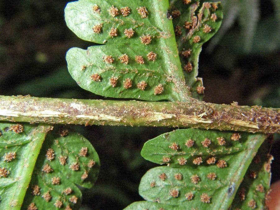 Stigmatopteris 6