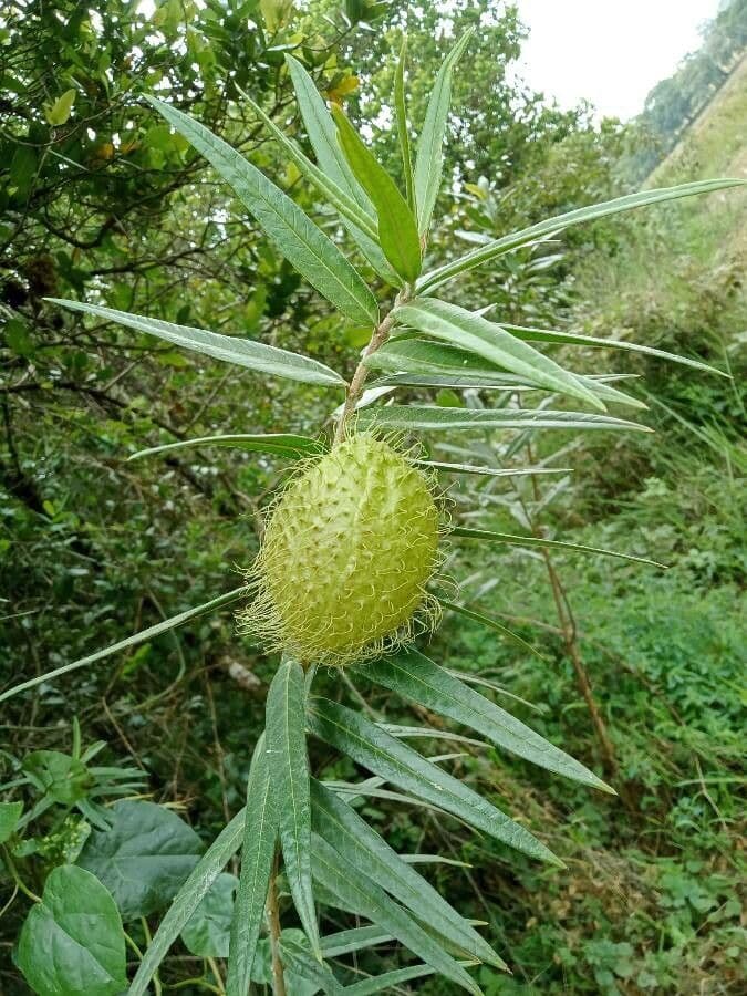 Gomphocarpus 5