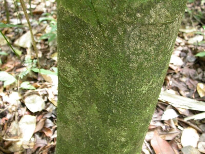 Cassipourea 11