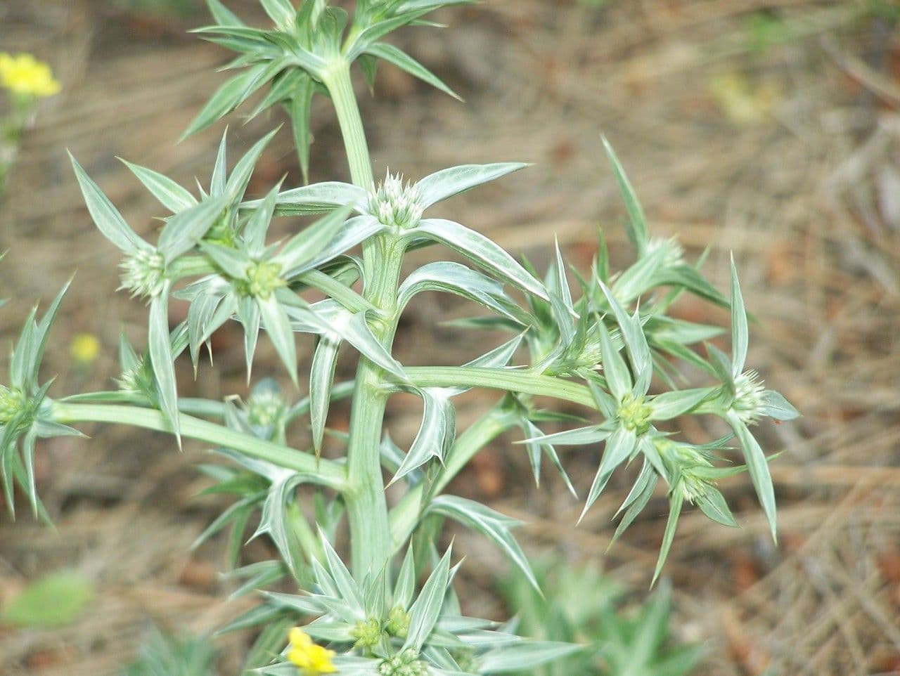 Carcamona 5