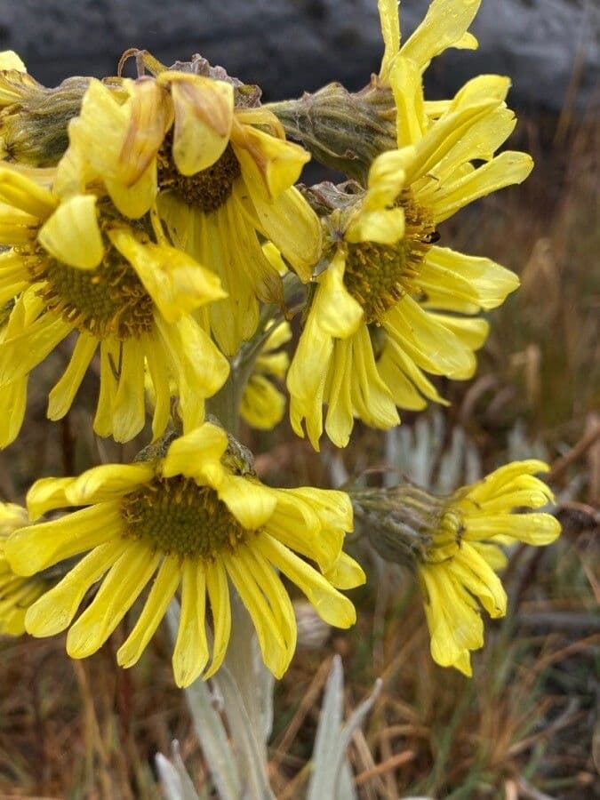 Senecio 8