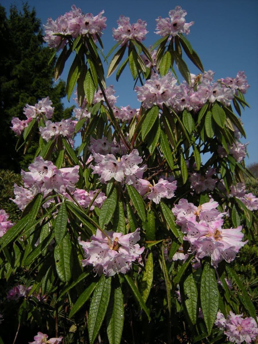 Rhododendron 4