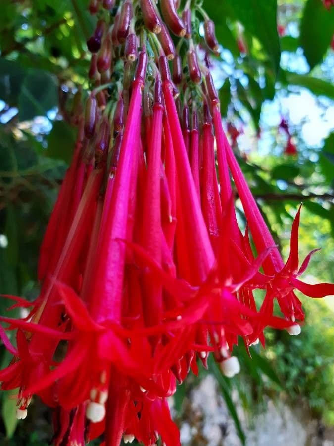 Fucsia 3