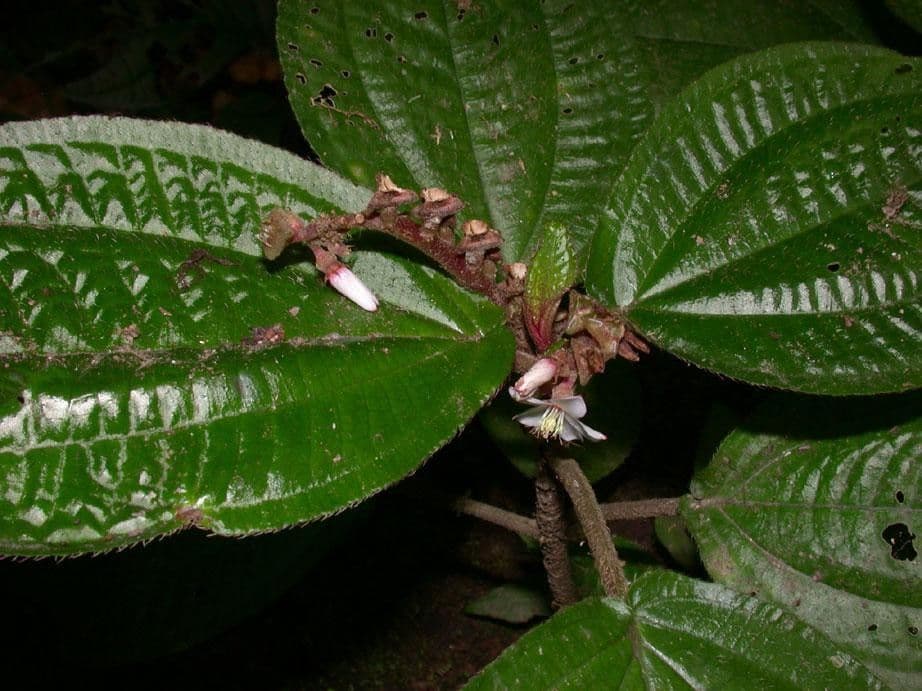 Triolena 7