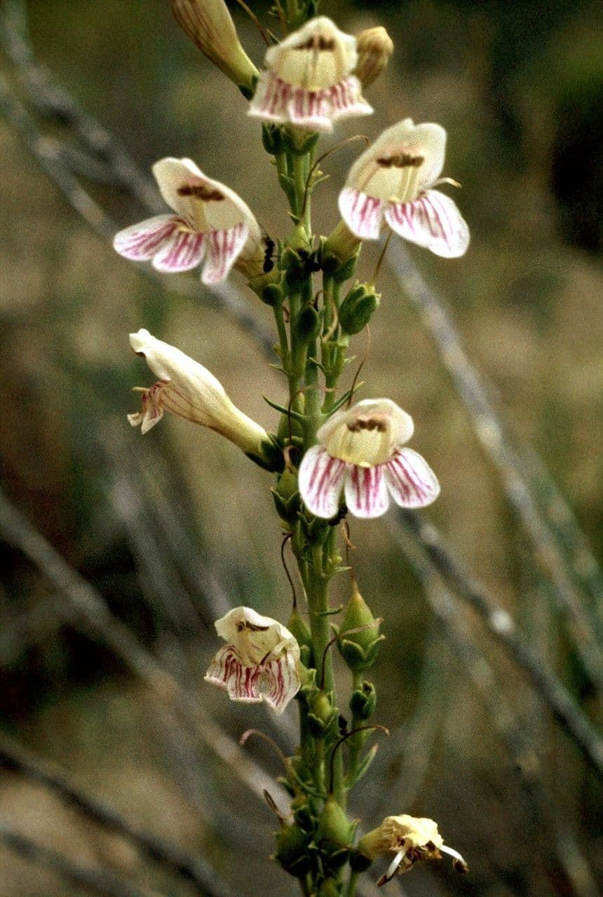 Penstemon virgatus 3