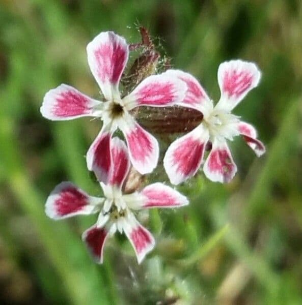 Silene gallica 10