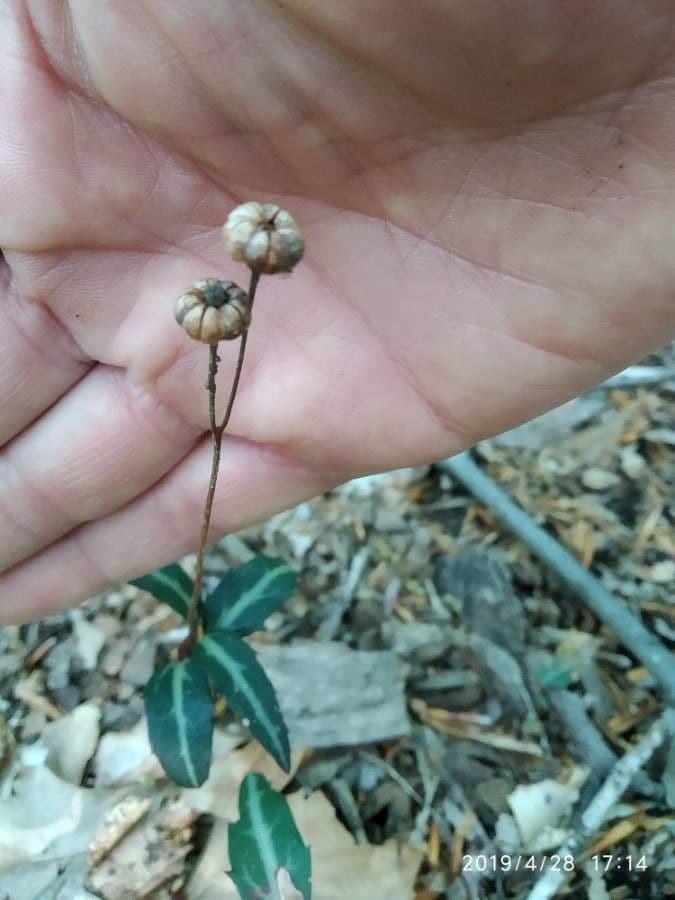 Chimaphila macchiata 4