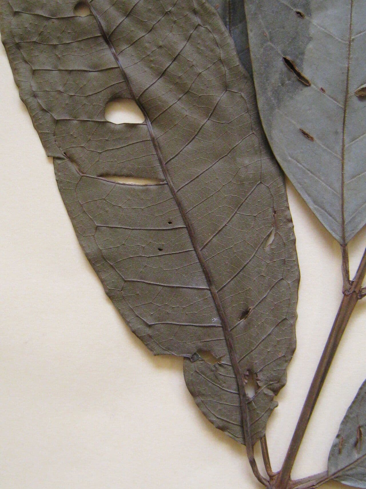 Vochysia 3