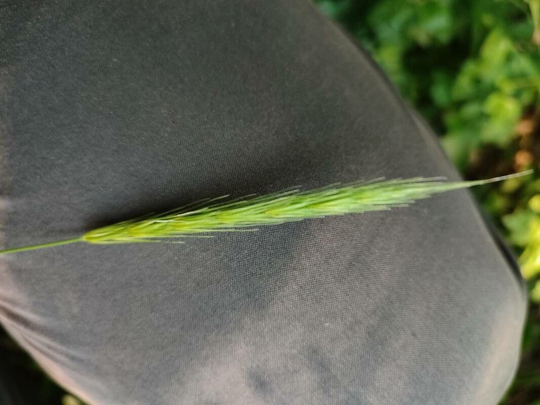 Waldgerste