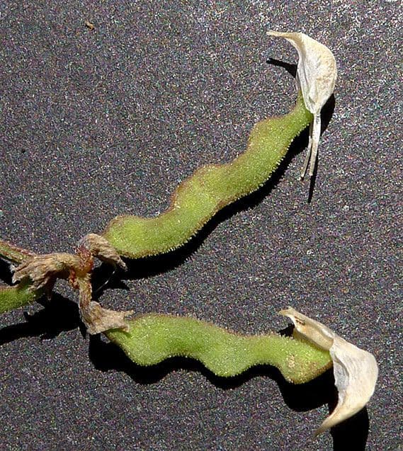 Hippocrepis 4