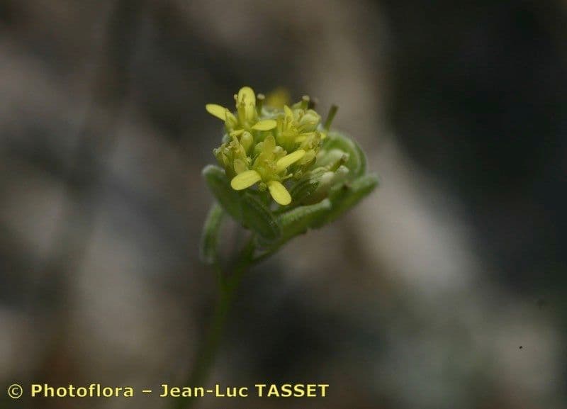 Biscutella 7