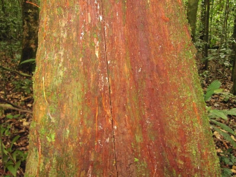 Pouteria 9