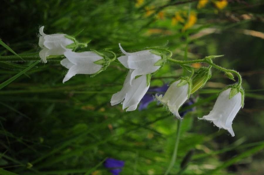 Campanula barbata 10