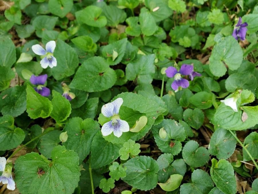 Viola