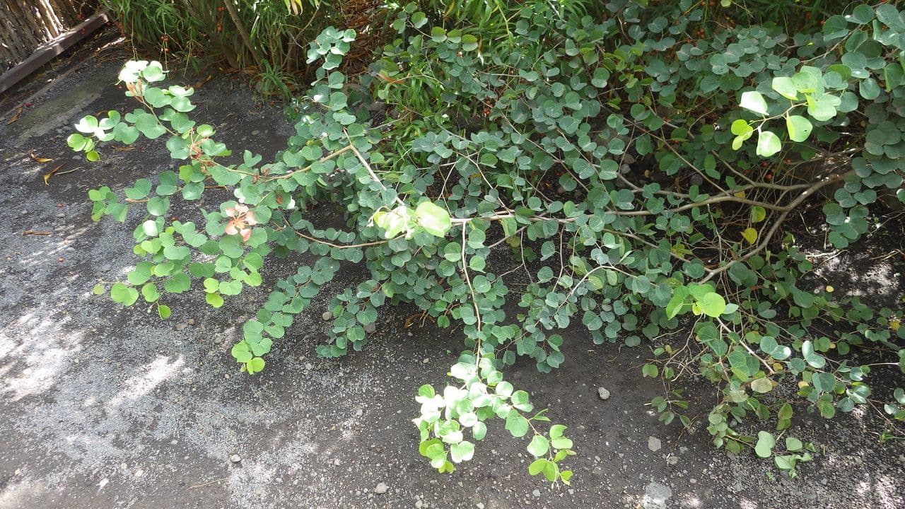 Bauhinia galpinii 13