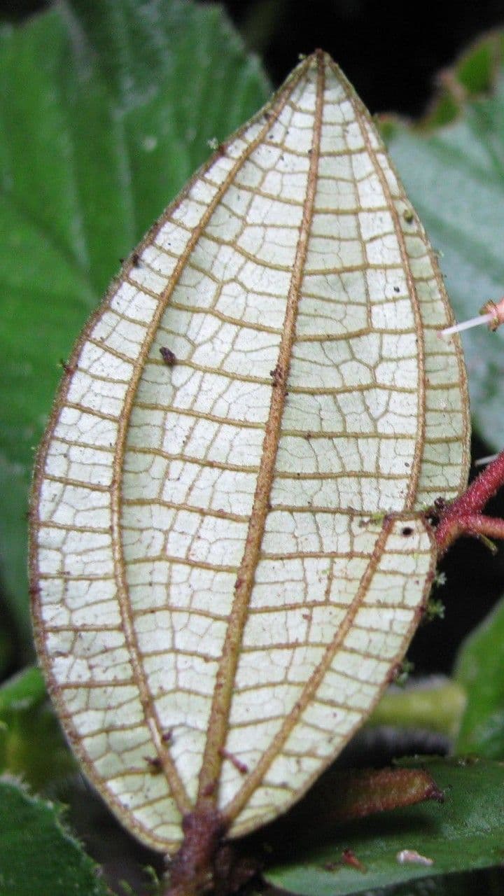 Clidemia 3