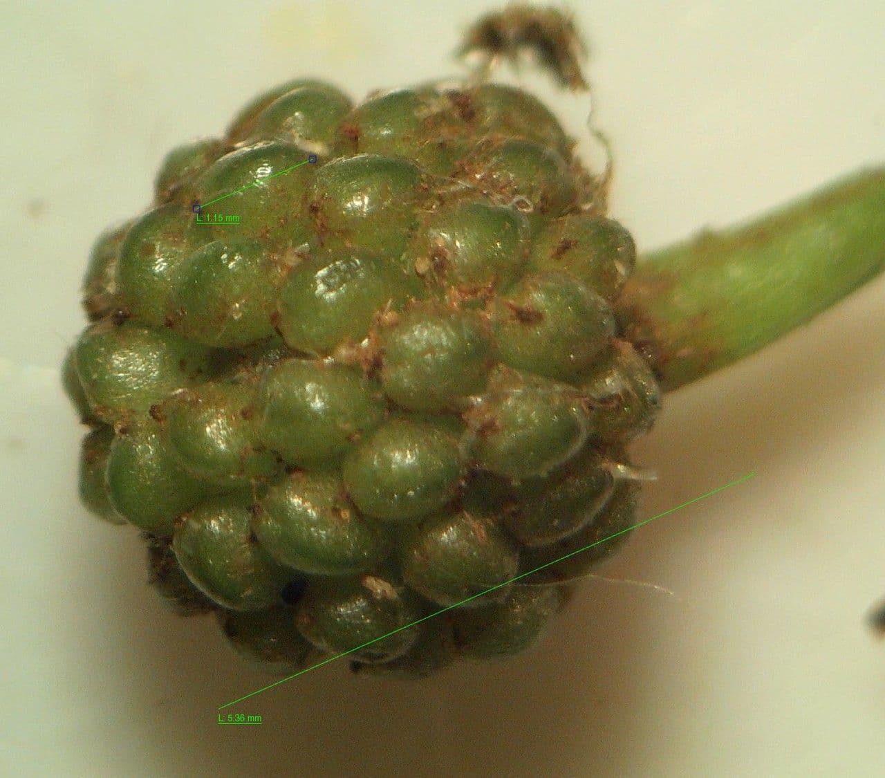 Ranuncolo ederaceo 2