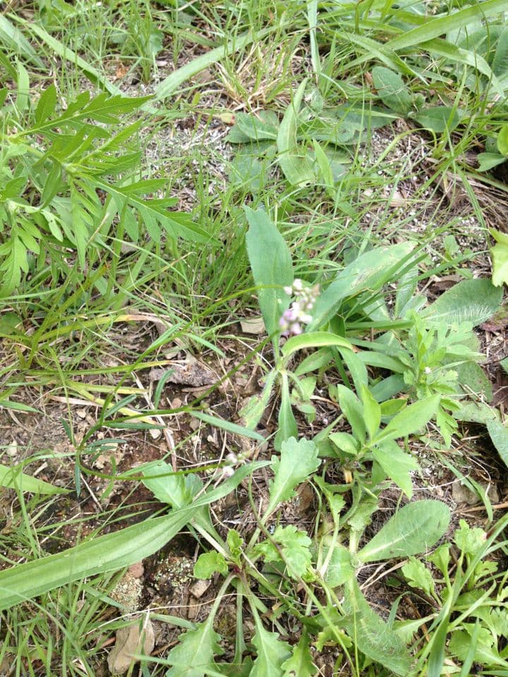Polygala verticillata 2
