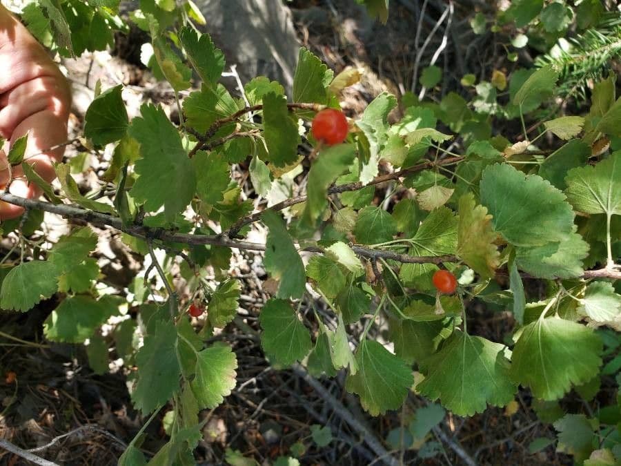 Ribes cereo 4