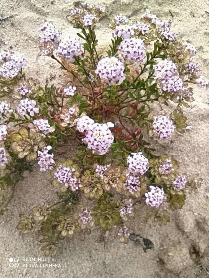 Iberis procumbens 5