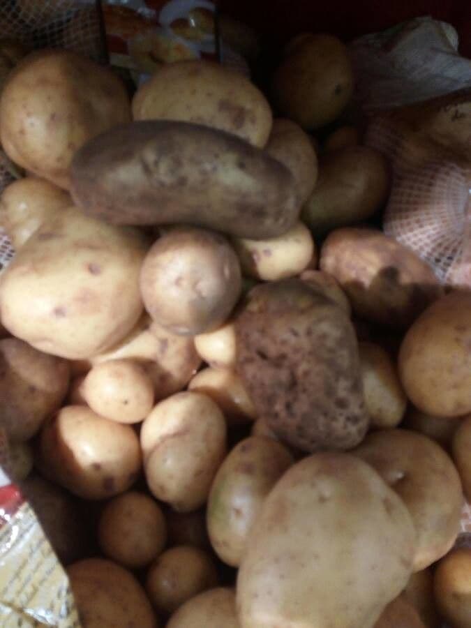 Patata