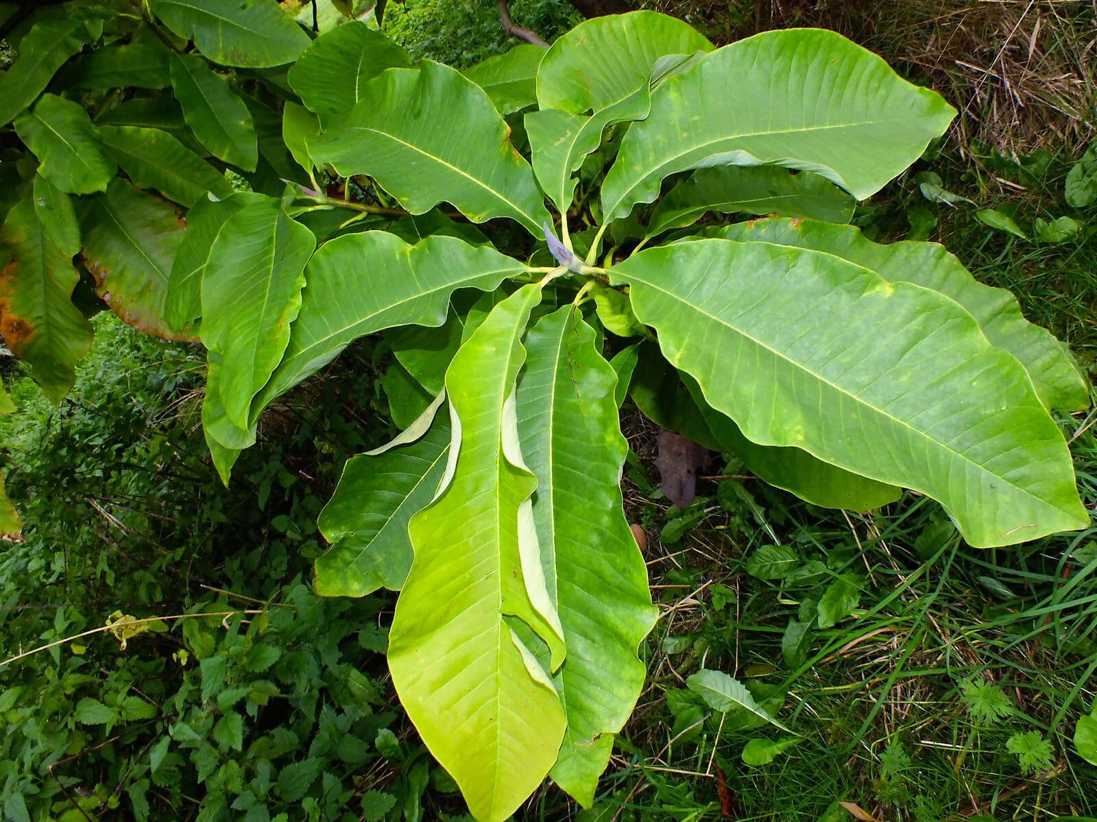 Magnolia a ombrello 19