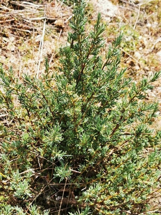 Limbarda crithmoides 11