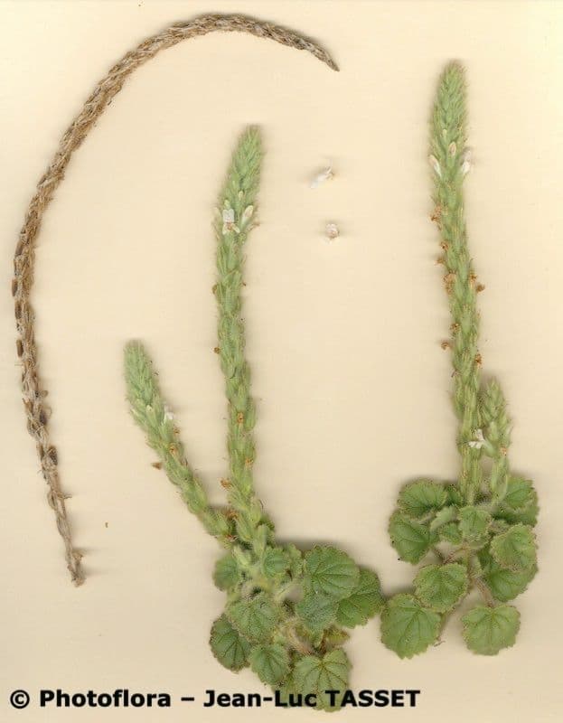 Lafuentea 9