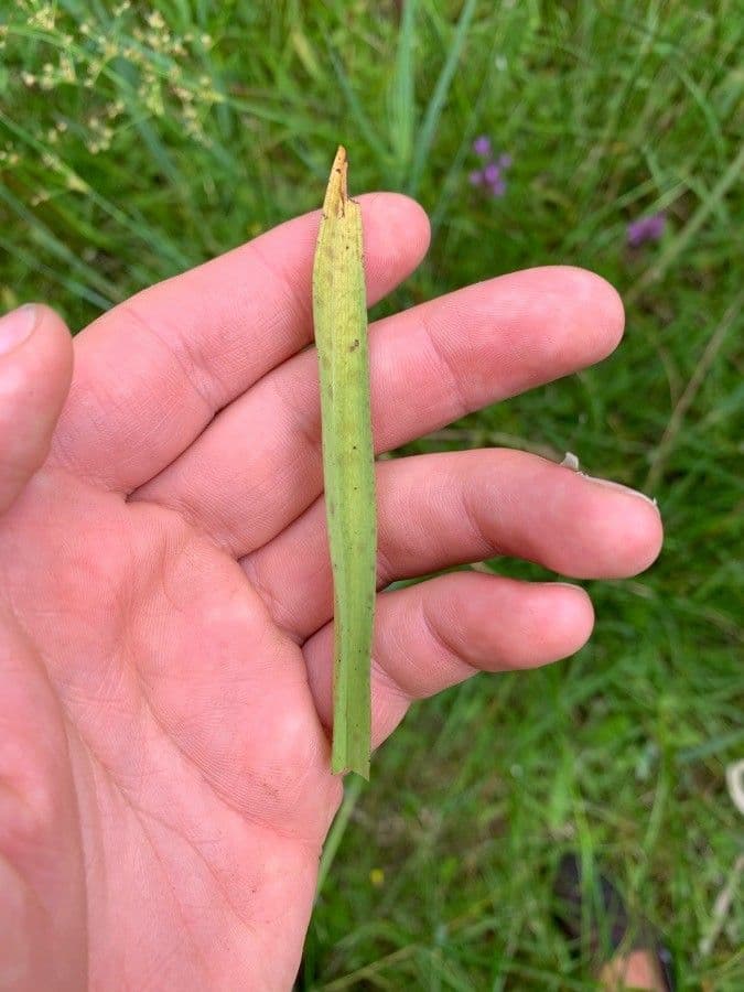 Sumpf-Knabenkraut 14