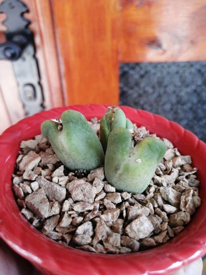 Conophytum 4