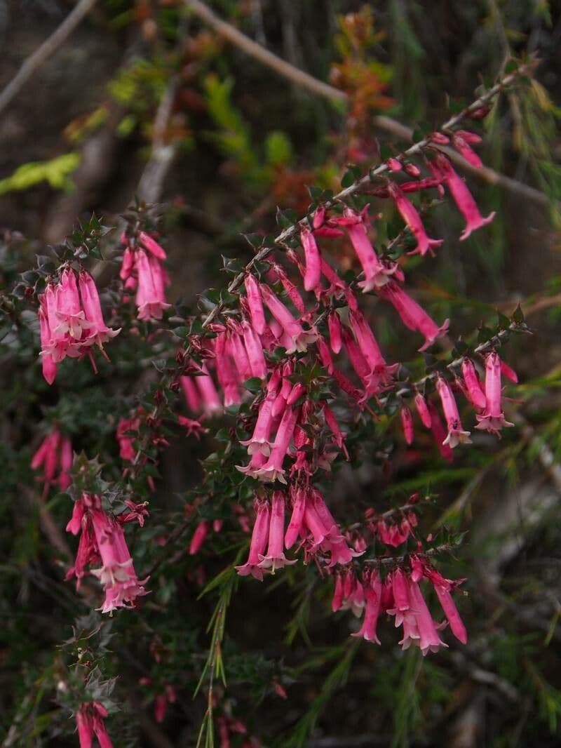 Epacris 2