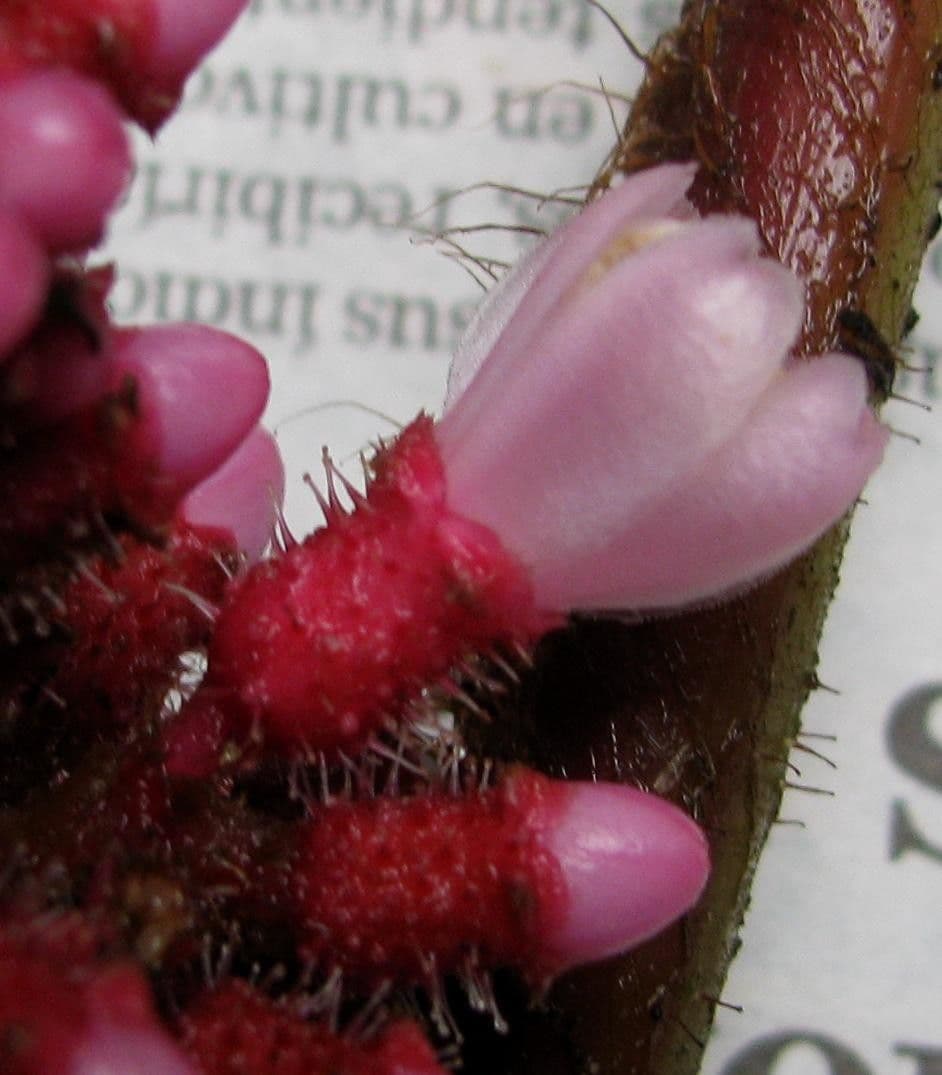 Miconia 4