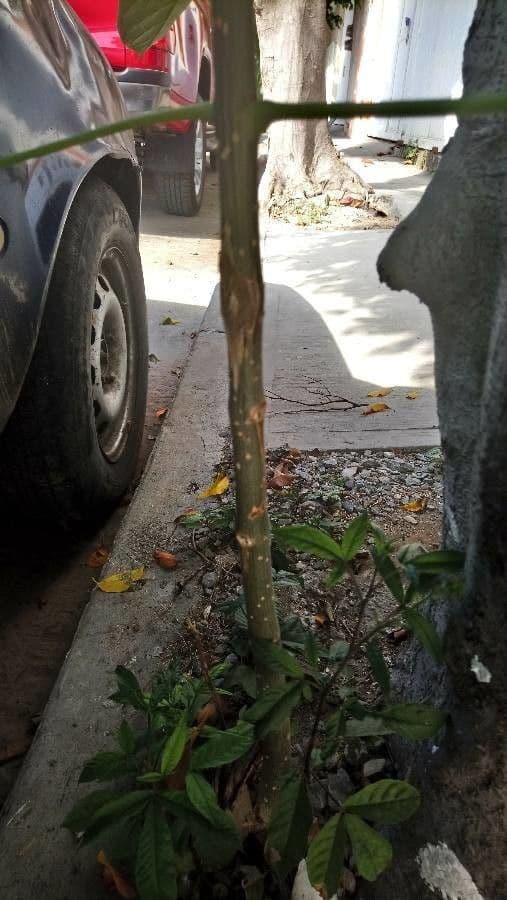 Tabebuia 25