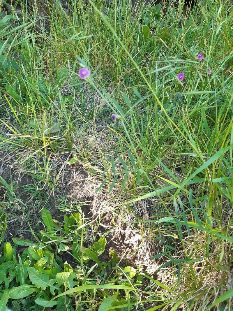 Cicerchia pelosa 14