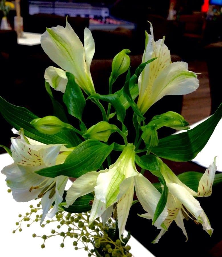Alstroemeria aurea 13
