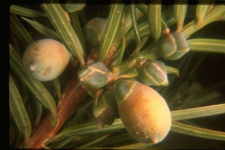 Torreya della California 2