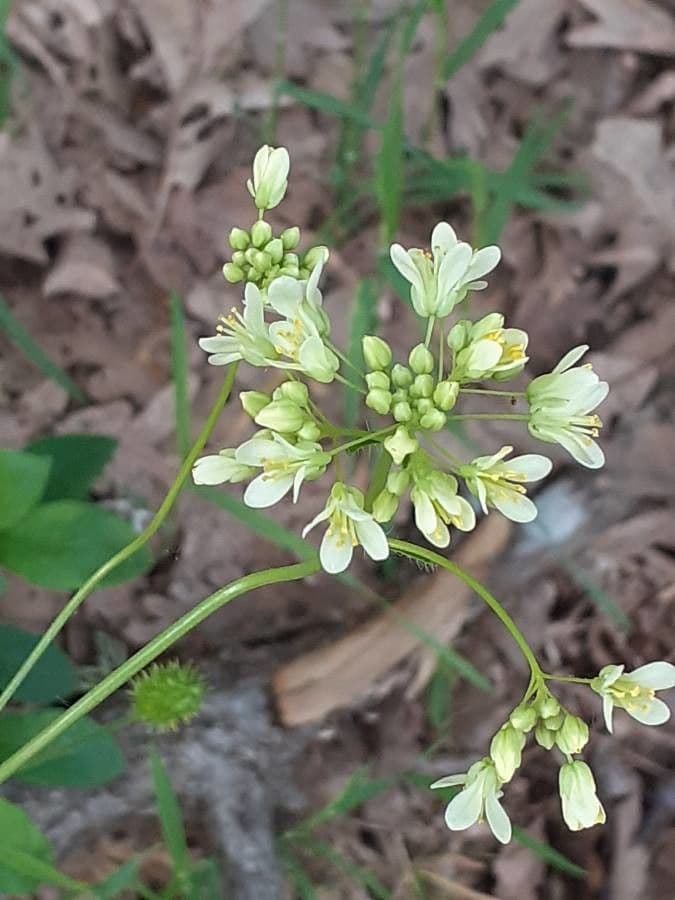 Biscutella