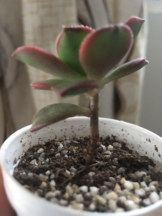 Aeonium di Haworth 19
