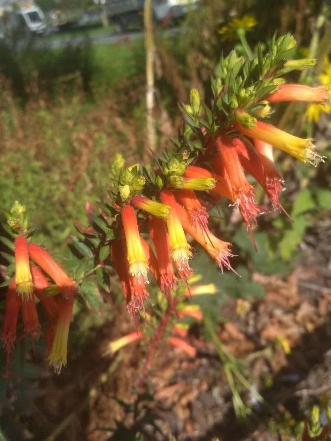 Cuphea 2