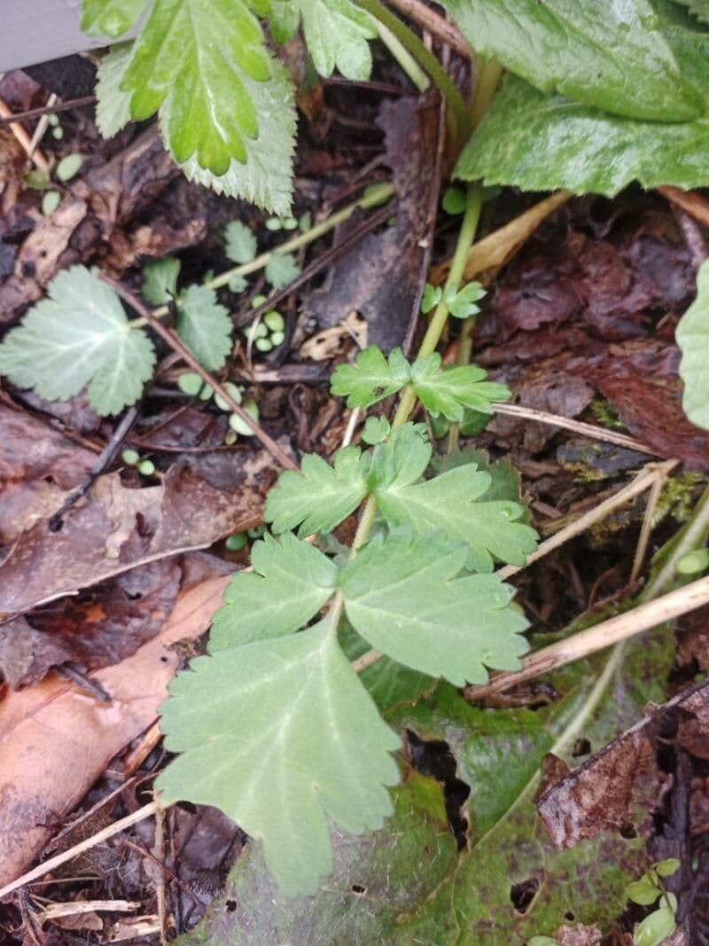 Geum de Alepo 18